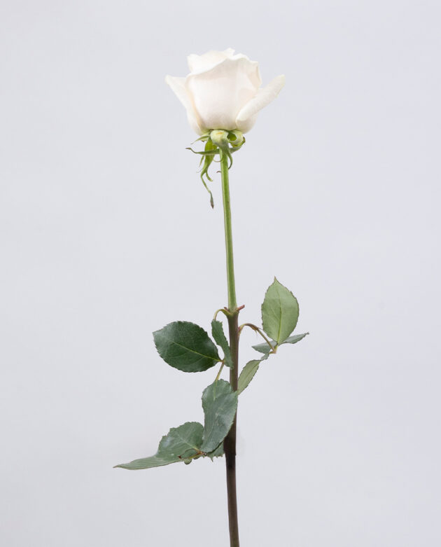 Vendela - Image 4