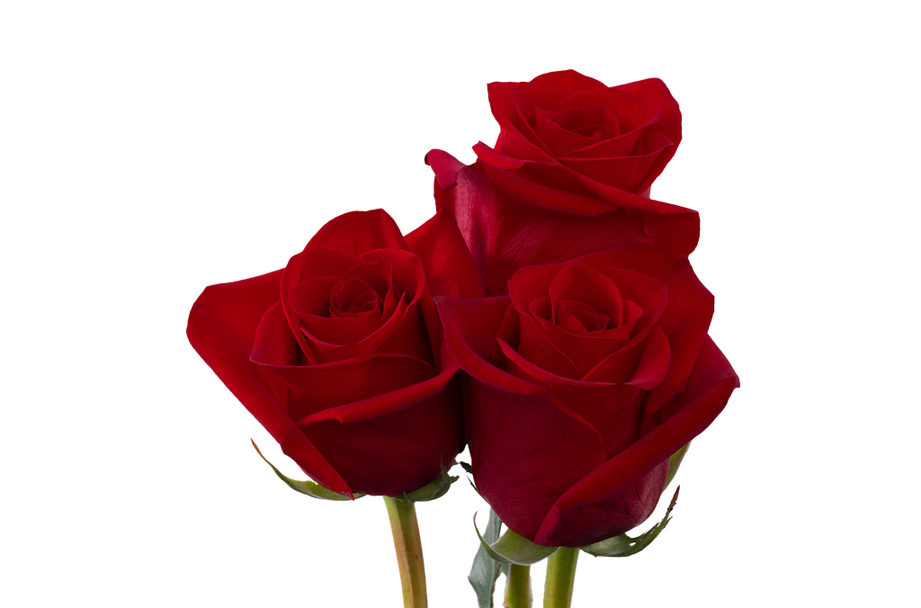 Rosas rojas ecuatorianas